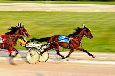 online trotting betting sites